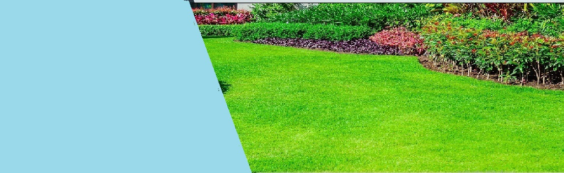 Professional Lawn Care Services by Dragonfly Gardening Ltd